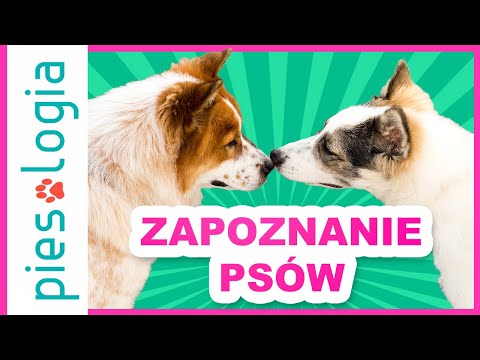 Wideo: Jak Pogodzić Psy
