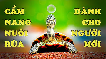 Hướng dẫn cơ bản cho người mới nuôi rùa | Hoàng Long Family