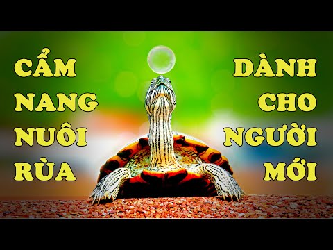 Video Hướng dẫn cơ bản cho người mới nuôi rùa | Hoàng Long... - youtube