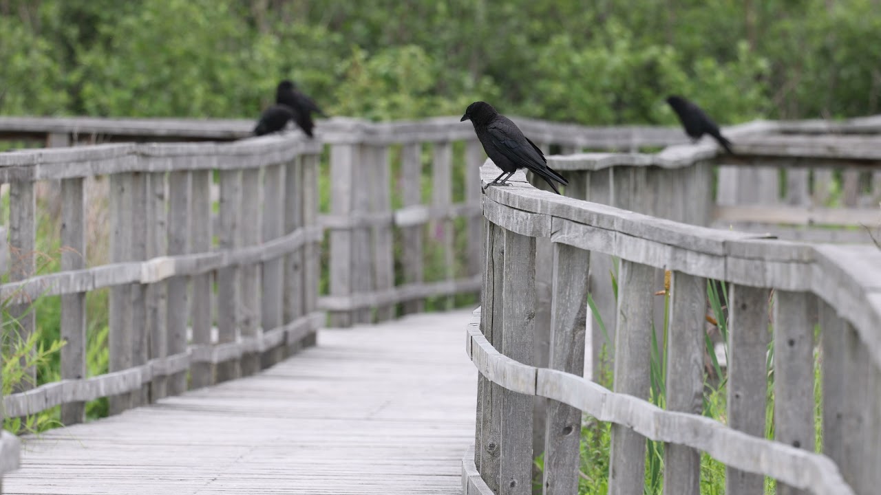 Canon R5's Image Stabilization shakes for no reason (see the end of the