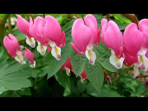 موسيقي فيلم الاب الروحي