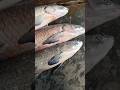 big fish #fishcutting #seafood #fishing #viralvideo #viralshorts