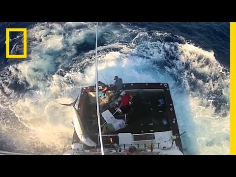 Thrashing Billfish | Do or Die