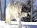 Сары Алмасқа Рыжий Алмас арналған Тырналар Журавли әні Сары Алмасқа Рыжий Алмас арналған Тырналар Журавли әні