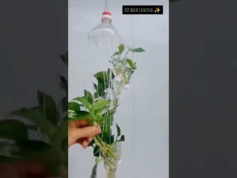 Vídeo: DIY Candle Planter - Como cultivar uma planta em um pote de vela