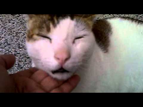 1021 胖胖猫