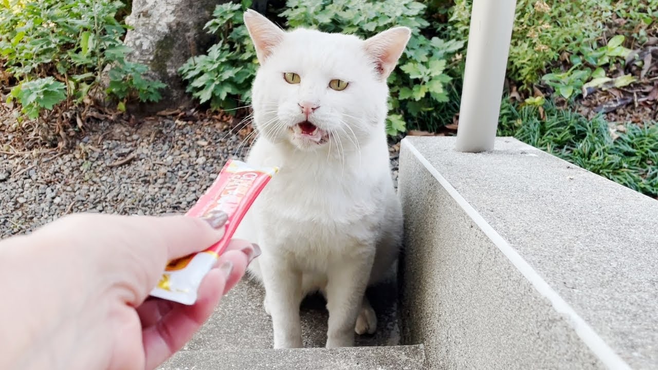 感動】三毛母猫の旦那さんが初めてチュ～ルを食べてくれました…♡[三毛
