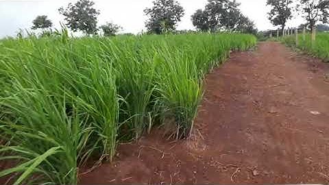 Lúa nương lúa rẫy, người jrai Tây Nguyên Ơ Gia Lai