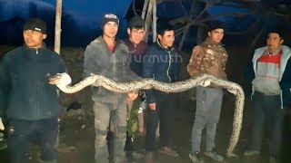 Фарғона канали яқинида 3 метрли бўғма илон топилди