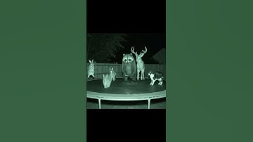 Bear?, bunnies, a deer... and a cat? On a trampoline?? #shorts #cat