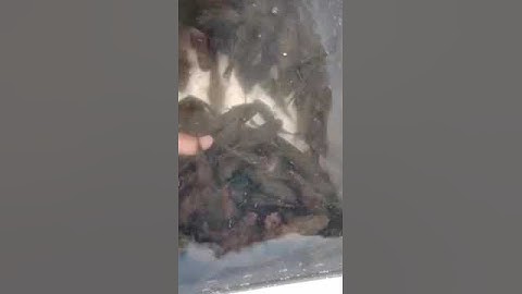 Cung cấp cá bống tượng giống nuôi vỗ béo và thu mua cá bống tượng thương phẩm #shortvideo #fishing