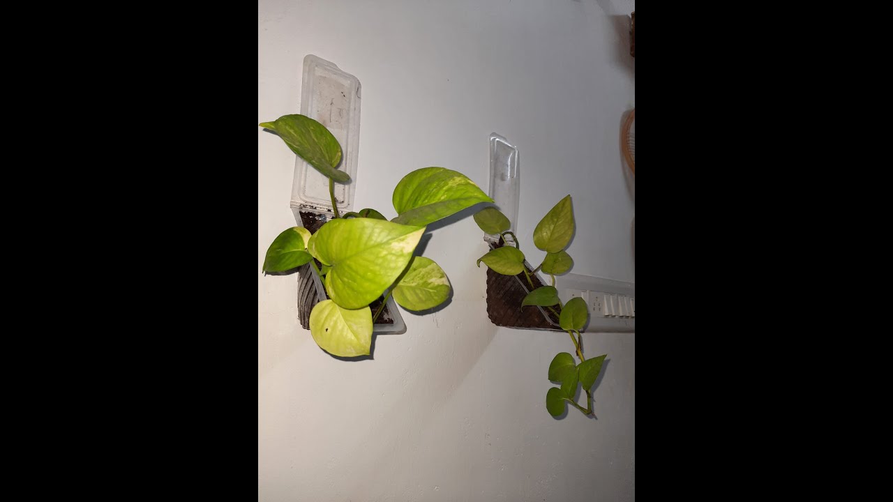 Repurposing Sandwich Wrap Box into a Wall Mount Planter| PlantishQ