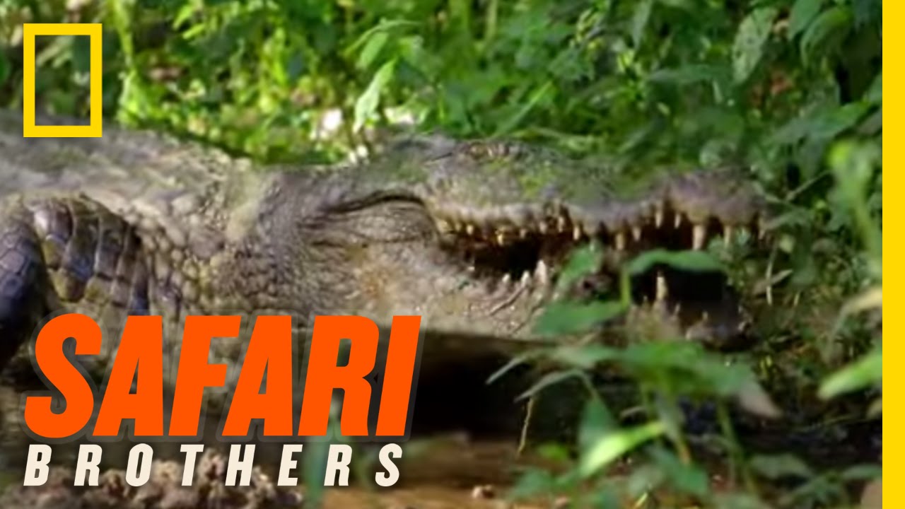 nat geo wild logo Gotta Catch That Croc | Safari Brothers