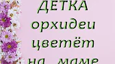 Орхидеи,узамба́рские фиалки,Самара🌺