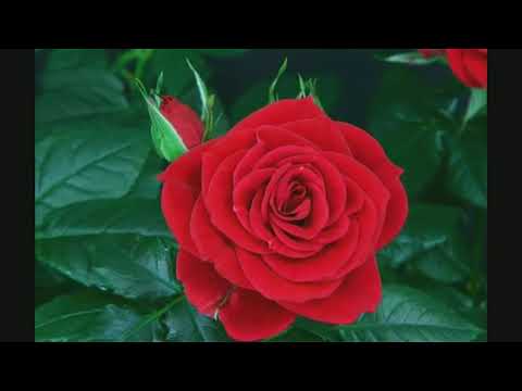 ვიდეო: ყვავილების კომპოზიცია 