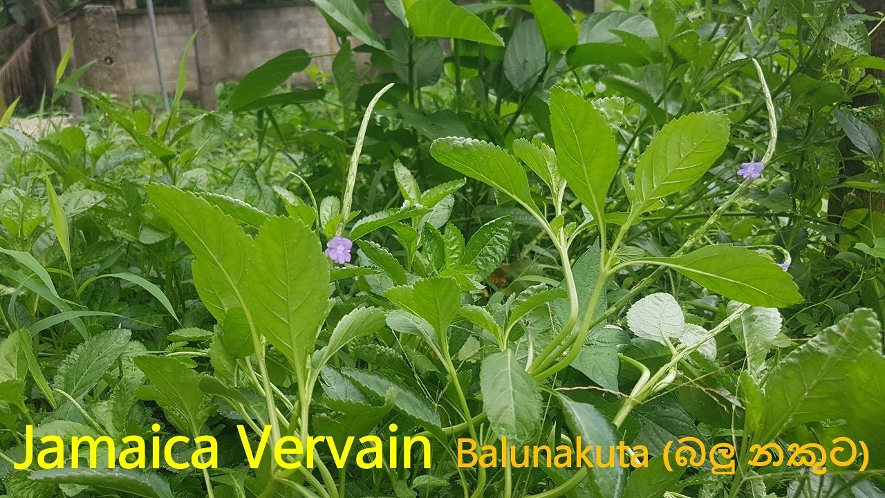 [Sri Lanka Wildflowers]