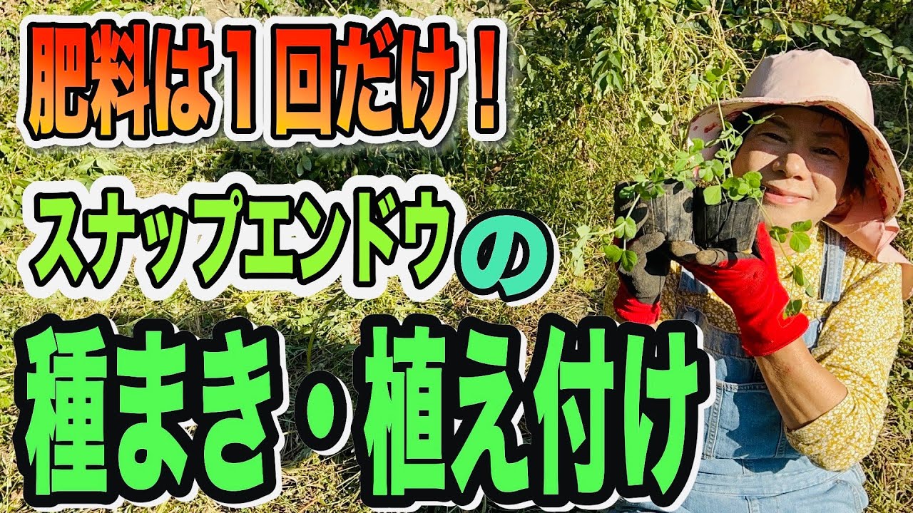 グリーンピースやそら豆の植え付けです。草を被せることで、保湿・防草・肥料の効果を得ることができます。