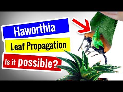 SUCCULENT PROPAGATION | Haworthia - POSSIBLE to Leaf Propagation?