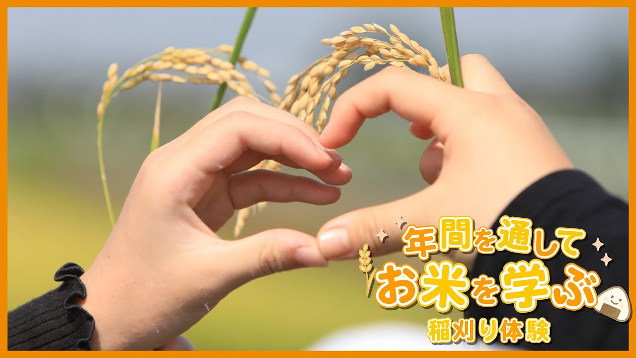 お米を学ぶ　稲刈り体験　東洋英和女学院小学部