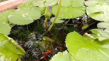 Nuôi cá bảy màu và cá hồng kim trong chậu xi măng trồng hoa súng 2018