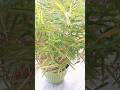 Mini bamboo grass care #balcony  #ytshorts  #shorts  #nature  #gardening @sangis garden