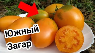 Характеристика И Фото Томата Южный Загар