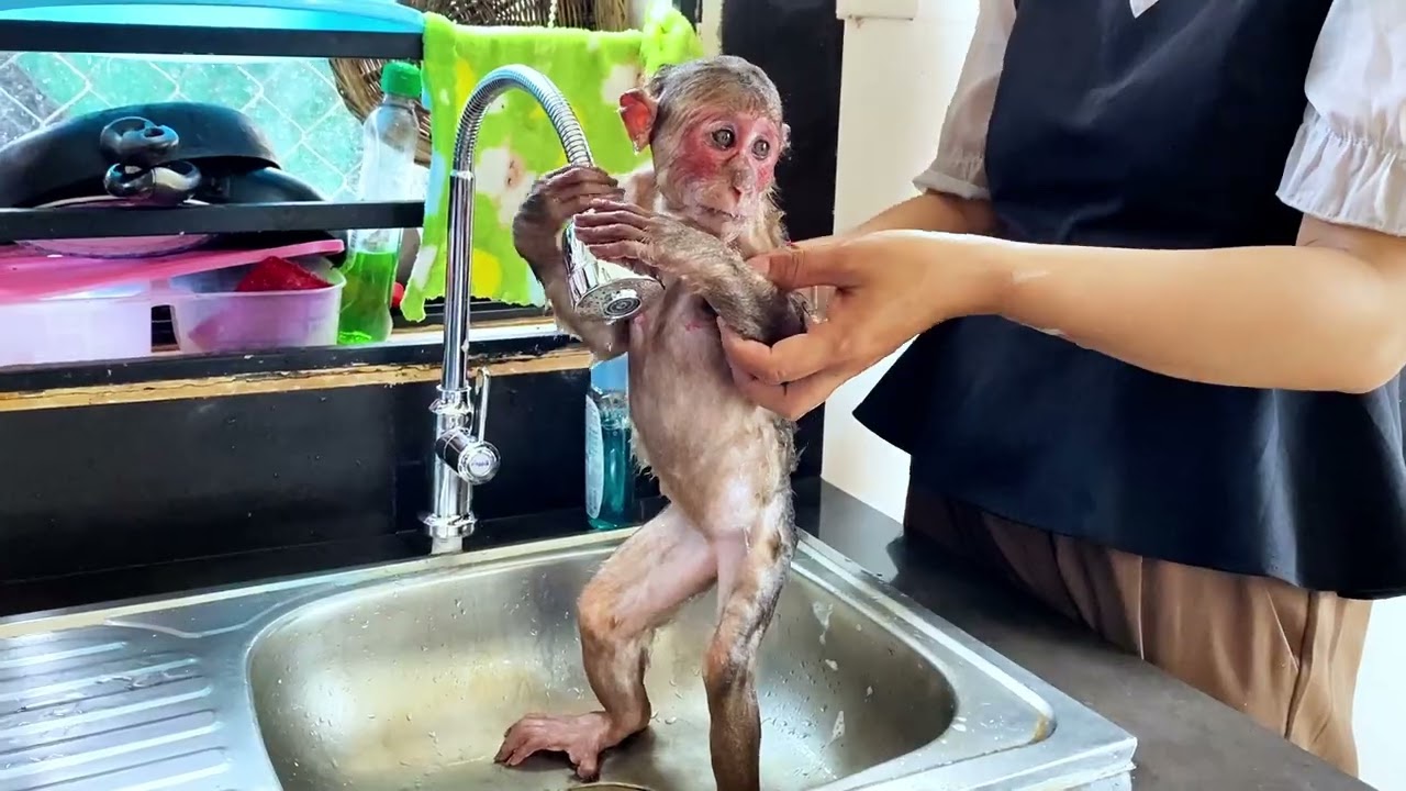 Icy  Bryan the Little Monkey Eat Together Happily 