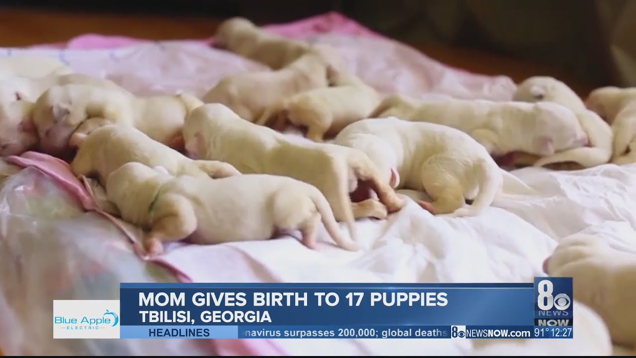 Dog gives birth to 17 puppies in YouTube
