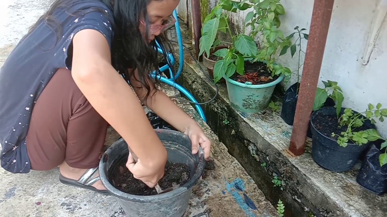 Cara Menanam Cabe Dengan Biji 