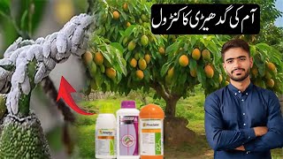 How To Control Mango Mealy Bug In Mango Orchards Chemical Spray Formula For Mango Bug.
