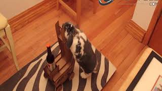 Rabbit serves beer in a cart