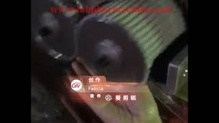 DZM-15 Automatic Chinese medicine pill making machine