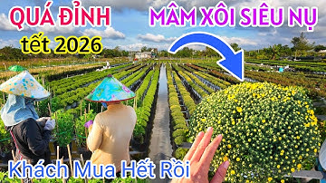 QUÁ ĐỈNH LÀNG HOA SA ĐÉC 2026 NGAY LÚC NÀY XUẤT HIỆN CÚC MÂM XÔI SIÊU NỤ LỄ HỘI FESTIVAL LẦN THỨ 2