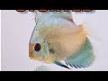 Did you know? | Stunded Discus Fish