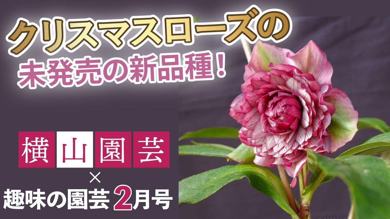 ばな　クリスマスローズ　種子 クリスマスローズの種の採取と保存方法