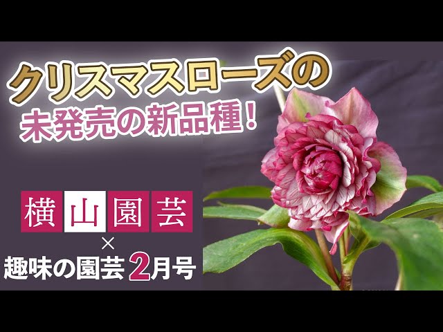 クリスマスローズの新品種を公開！（販売は数年先） 育種家横山さんも