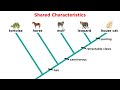 Cladistics and Phylogenetic Analysis