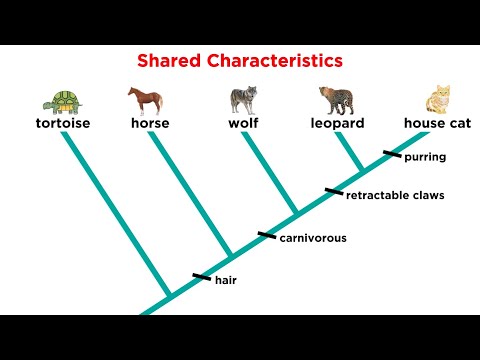 Video: Šta je kladogram filogenetskog stabla?