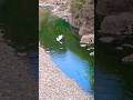 World Famous River in India #naturelovers #shortsfeed #birds #river #mountains #feed #nature