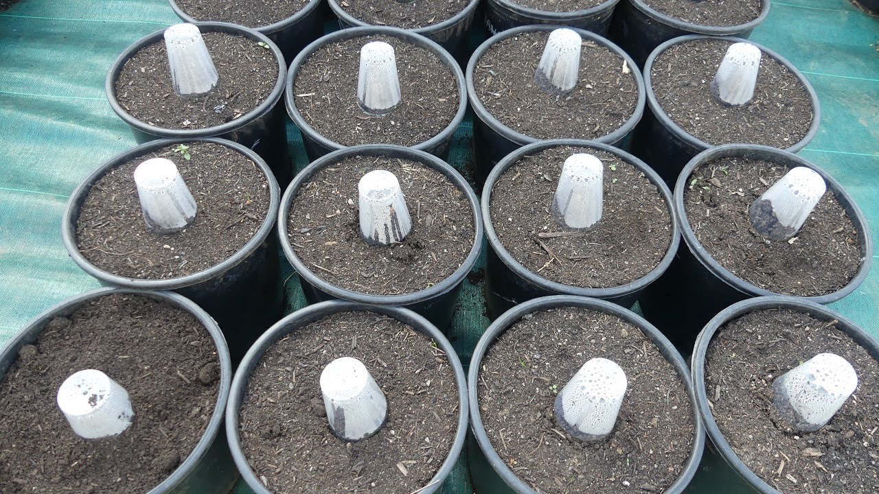 171# Bouture du figuier : méthode simple rapide économique !