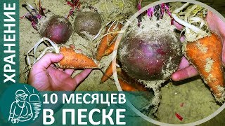 ☘ Как длительно хранить морковь и свеклу — идеальные овощи с прошлого года