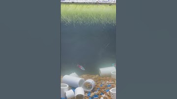 Thumbnail of Duckweed round and round #duckweed #freshwater #neontetra #cherrybarb # nowaterchnage
