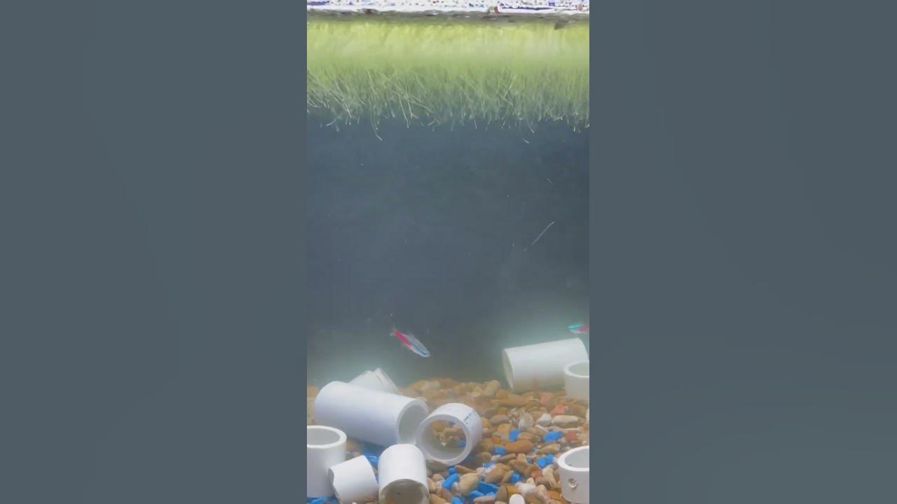 Duckweed round and round #duckweed #freshwater #neontetra #cherrybarb # nowaterchnage