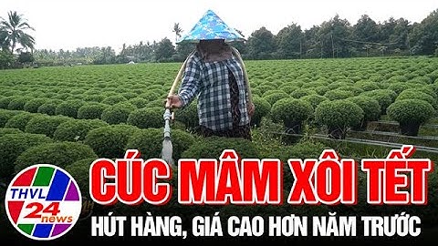 Cúc mâm xôi Tết hút hàng, giá cao hơn năm trước