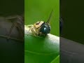 spider are eating