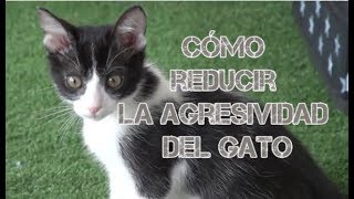 CAT: Reduce the aggressiveness of the cat - YouTube