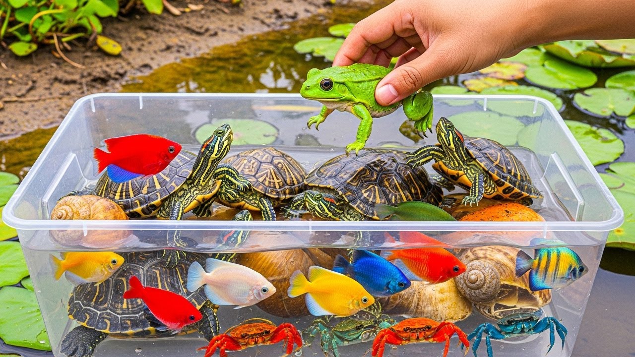 Relaxing POV Catch & Release in Nature | Frogs, Fish, Turtles & Snails in Peaceful Lake