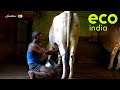 Eco India: From lighting streets to fuelling farms, this village makes the best out of its cow dung