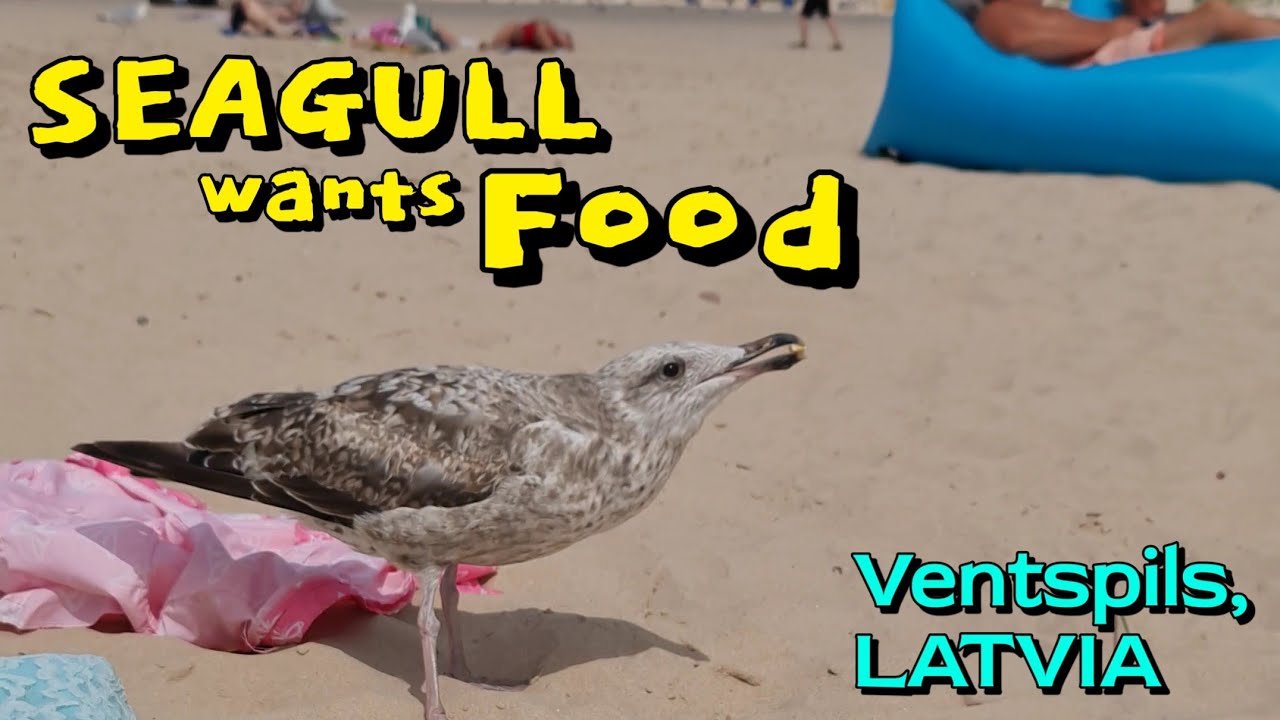 Young SeaGull wants Food on the Beach 🦤