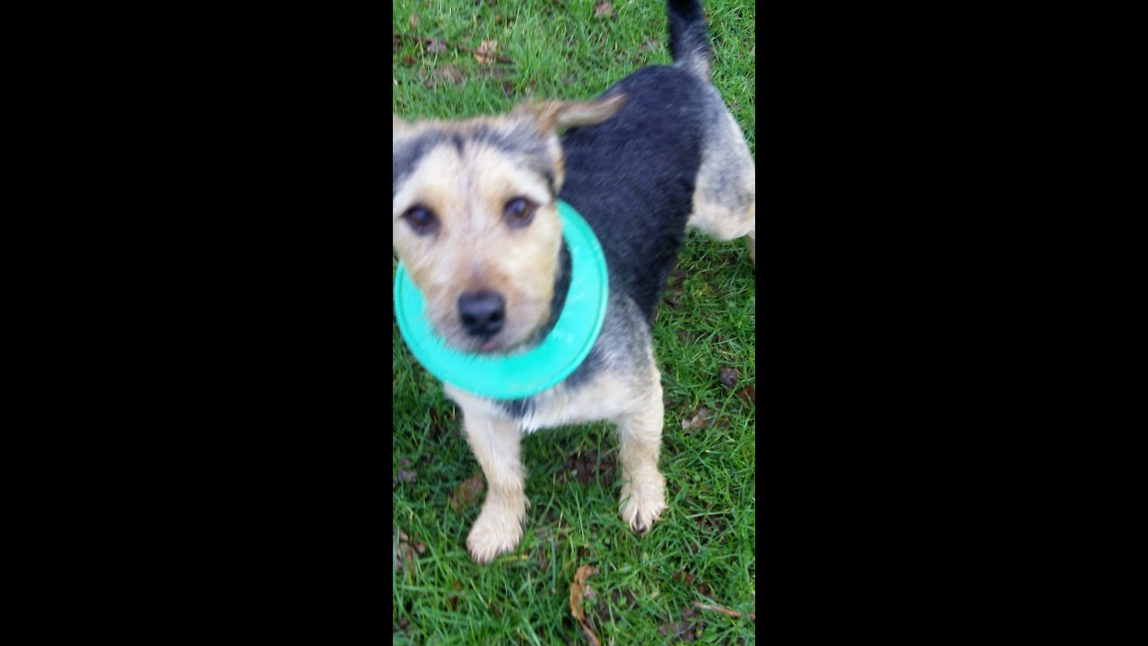 alfie-terrier-peppa-bichon-youtube